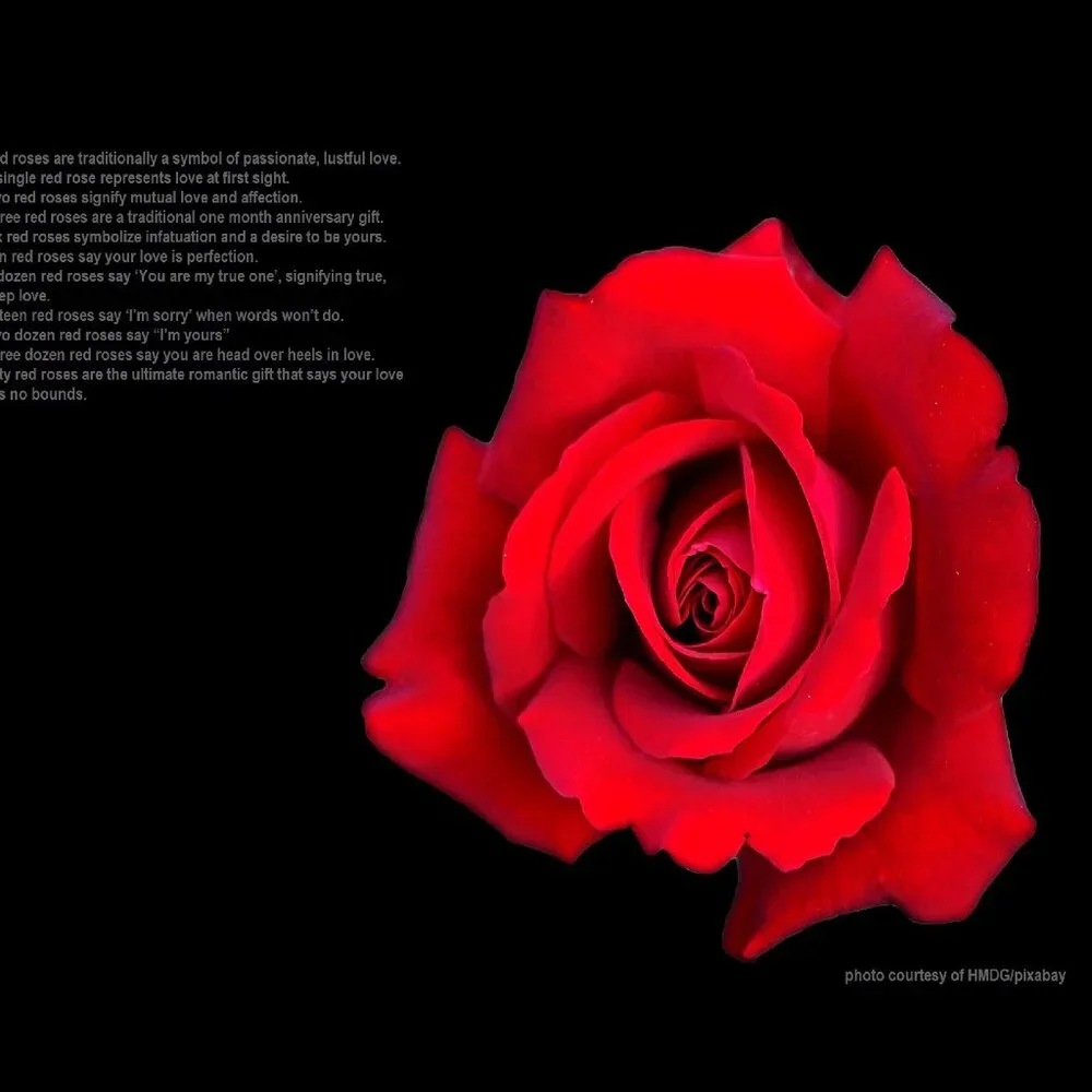 2027 Rose Calendar Beautiful Flower Photography Floral Garden Wall Calendar Gift